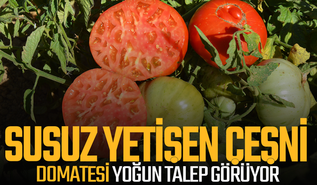 Sadece dikerken can suyu verilen domates uzun raf ömrüyle de dikkat çekiyor