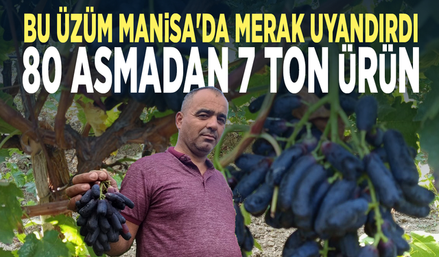 Bu üzüm Manisa'da merak uyandırdı... 80 asmadan 7 ton ürün