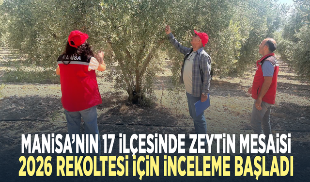 Manisa’nın 17 ilçesinde zeytin mesaisi: 2026 rekoltesi için inceleme başladı