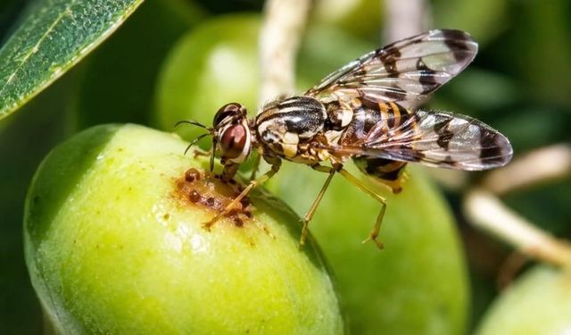 Tarım İl Müdüriüğünden Zeytin üreticilerine uyarı