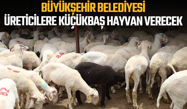 Manisa Büyükşehir Üreticilere 21 Küçükbaş Hayvan Verecek