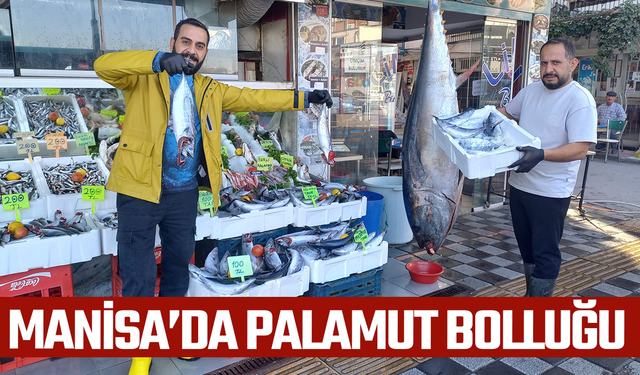 Manisa'da palamut bolluğu