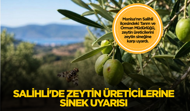 Salihli'de zeytin üreticilerine sinek uyarısı