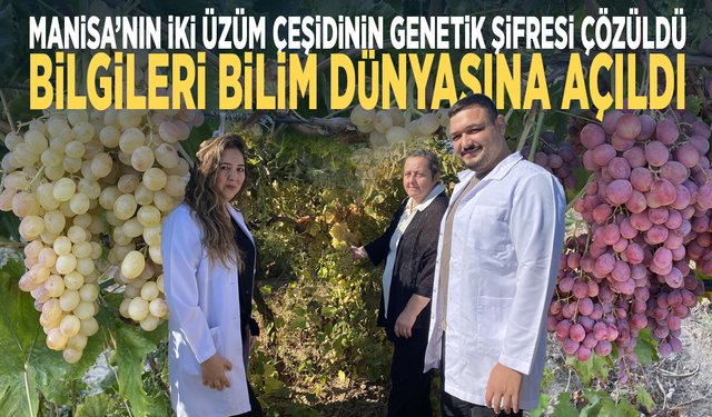 Manisa’nın iki üzüm çeşidinin genetik şifresi çözüldü... Bilgileri bilim dünyasına açıldı