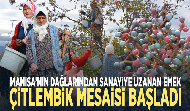 Manisa’nın dağlarından sanayiye uzanan emek... Çitlembik mesaisi başladı