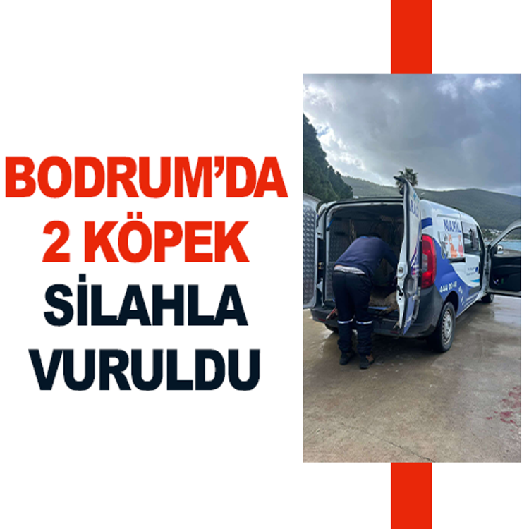 Bodrum'da iki köpeğin silahla vurulduğu iddiası