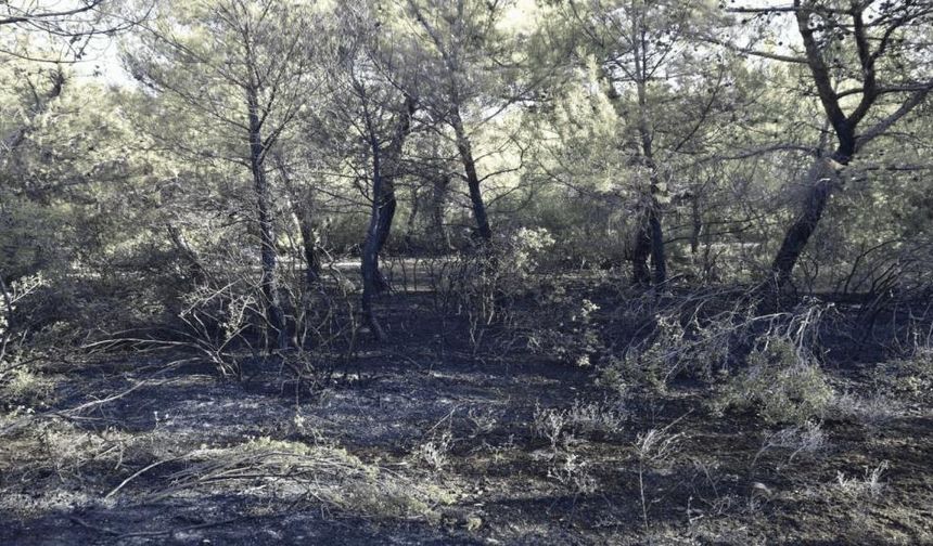 İlçede orman yangını çıkaran 3 kişi yakalandı