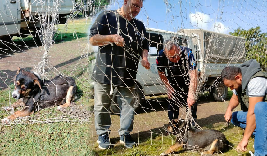 Manisa'da kale filesine dolanıp mahsur kalan köpek kurtarıldı