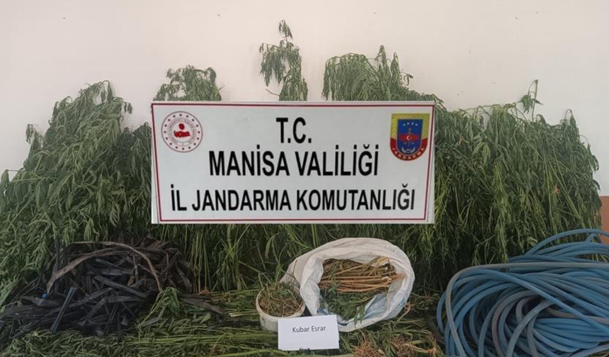 İlçede uyuşturucu operasyonu! Bin 982 kök kenevir ele geçirildi