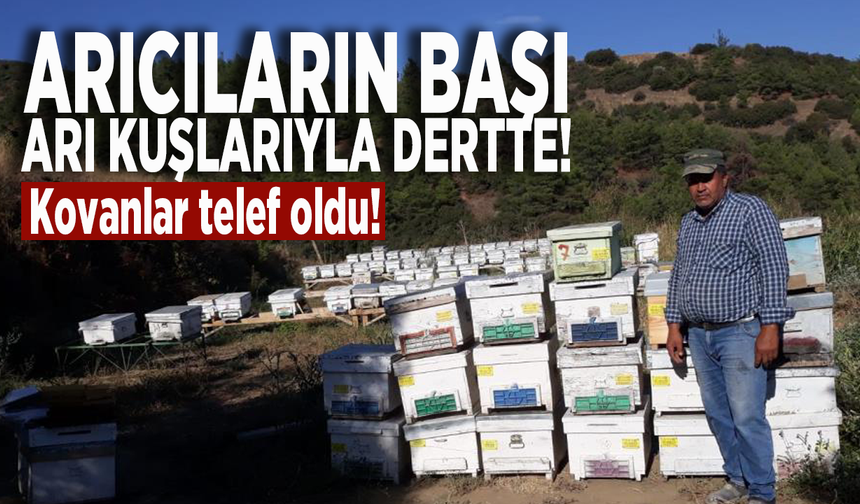 Arıcıların başı arı kuşlarıyla dertte! Kovanlar telef oldu