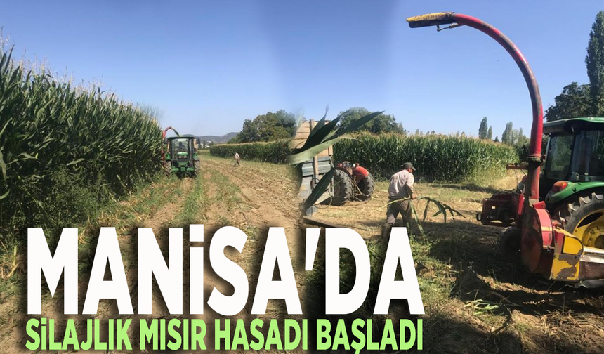 Manisa'da silajlık mısır hasadı başladı