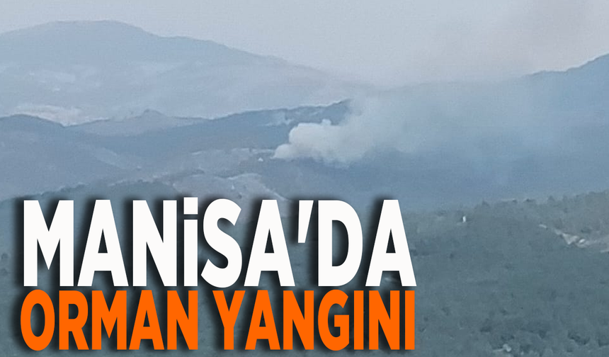 Manisa'da orman yangını!