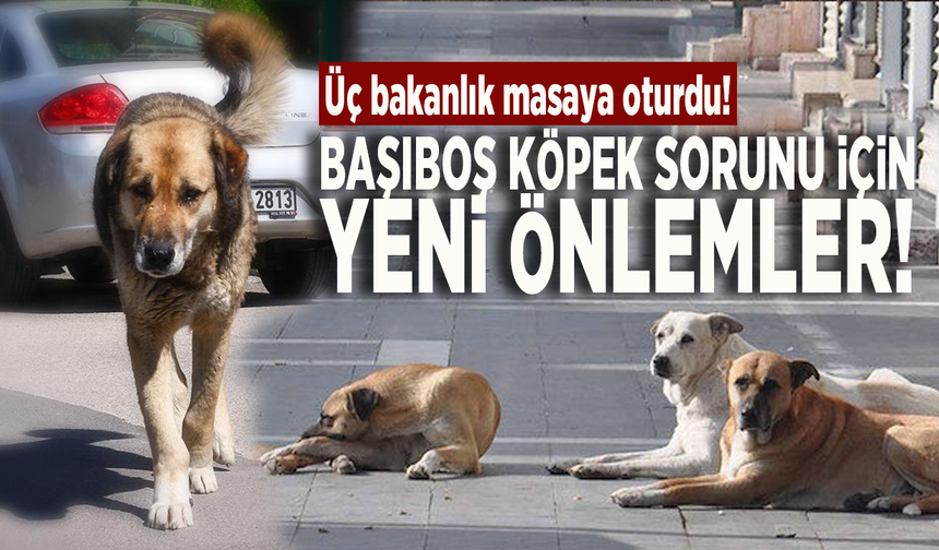 Başıboş köpek sorunu için yeni önlemler! Üç bakanlık masaya oturdu