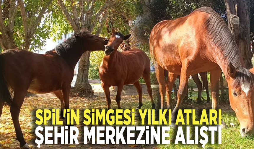 Spil'in simgesi yılkı atları şehir merkezine alıştı