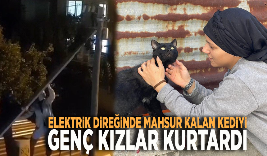 Elektrik direğinde mahsur kalan kediyi genç kızlar kurtardı