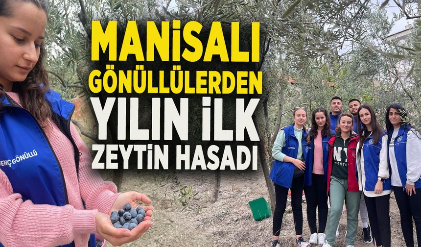 MANİSALI GENÇ GÖNÜLLÜLERDEN YILIN İLK ZEYTİN HASADI