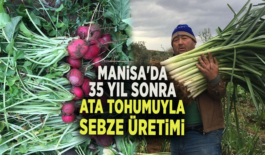 Manisalı üretici 35 yıl sonra ata tohumlarıyla sebze yetiştirmeye başladı