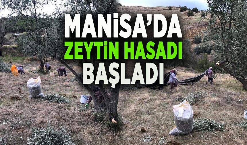 ÜZÜM HASADINDAN SONRA ZEYTİN HASADI BAŞLADI
