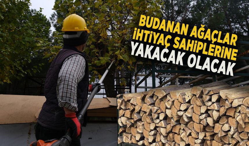 BUDANAN AĞAÇLAR İHTİYAÇ SAHİPLERİNE YAKACAK OLACAK
