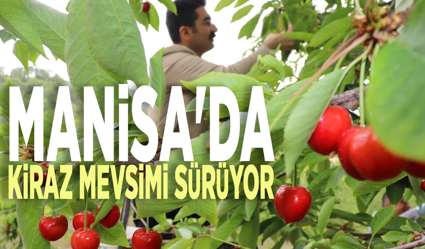 Manisa'da kiraz mevsimi sürüyor