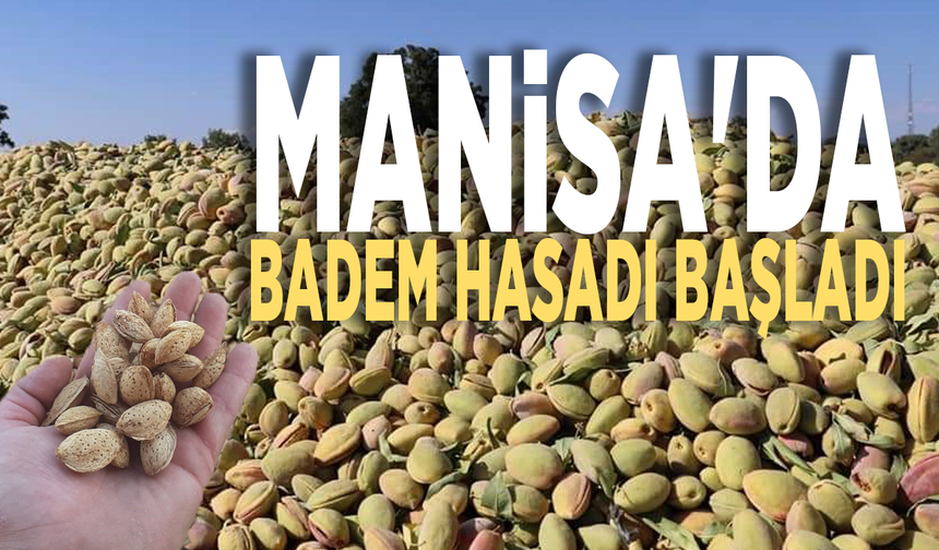 Manisa'da badem hasadı başladı