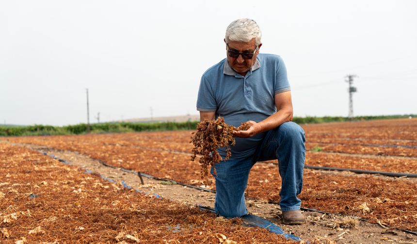 Üzümde büyük tehlike! Yağmur vurdu, çürüme başladı