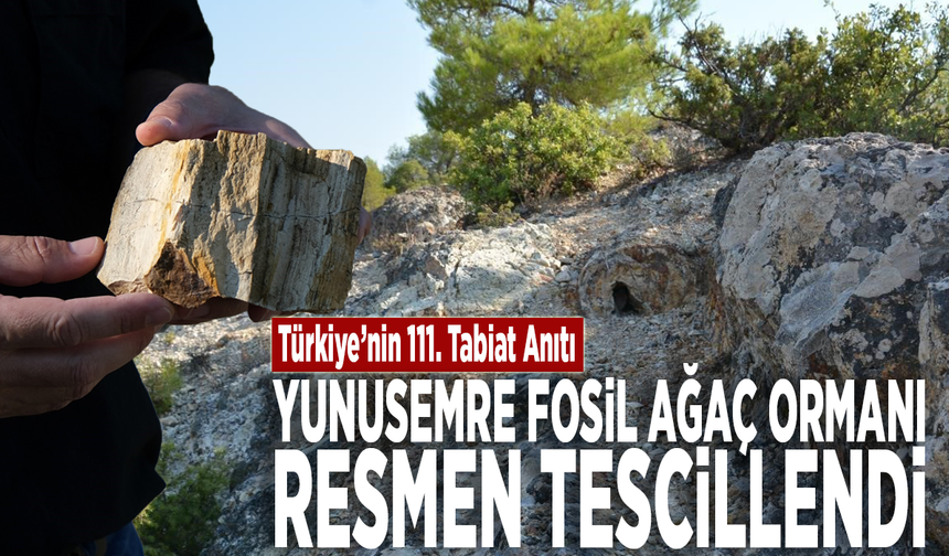 Türkiye’nin 111. Tabiat Anıtı: Yunusemre fosil ağaç ormanı resmen tescillendi