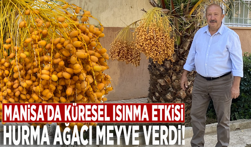 Manisa'da küresel ısınma etkisi: Hurma ağacı meyve verdi!