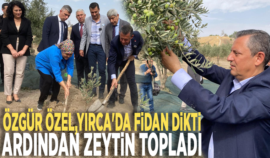 Özgür Özel, Yırca'da fidan dikti, ardından zeytin topladı