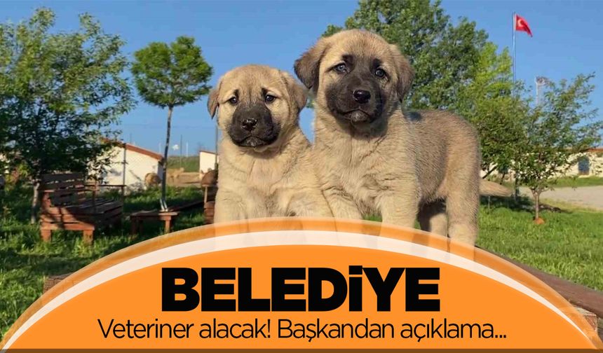 Belediye başkanı duyurdu! Veteriner hekim ve tekniker alımı yapılacak!