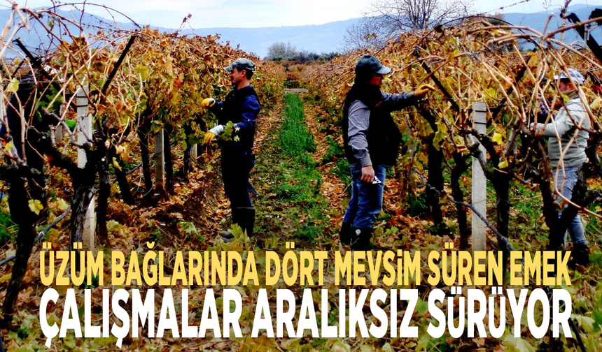 Üzüm bağlarında dört mevsim süren emek: Çalışmalar aralıksız sürüyor