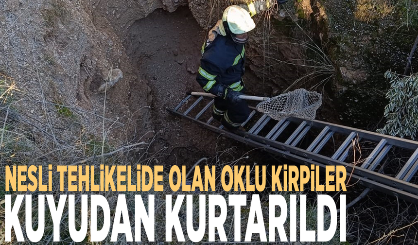 Nesli tehlikelide olan oklu kirpiler kuyudan kurtarıldı