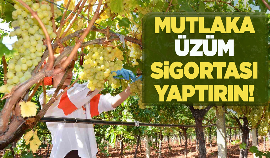 Üzüm’de sigortalılık oranı yüzde 49’a ulaştı