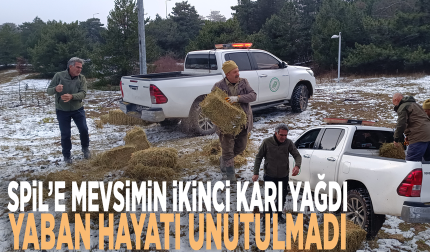 Spil’e mevsimin ikinci karı yağdı, Yaban hayatı unutulmadı