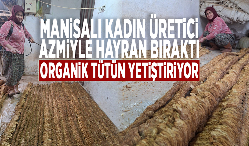 Manisalı kadın üretici azmiyle hayran bıraktı: Organik tütün yetiştiriyor