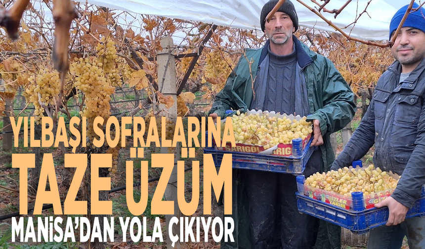 Yılbaşı sofralarına taze üzüm: Manisa'dan yola çıkıyor