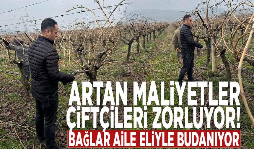 Artan maliyetler çiftçileri zorluyor: Bağlar aile eliyle budanıyor