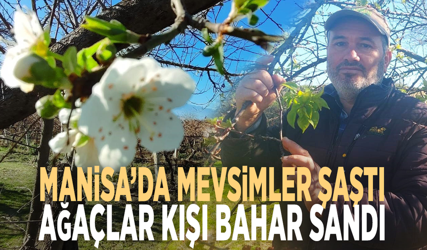 Manisa’da mevsimler şaştı: Ağaçlar kışı bahar sandı!