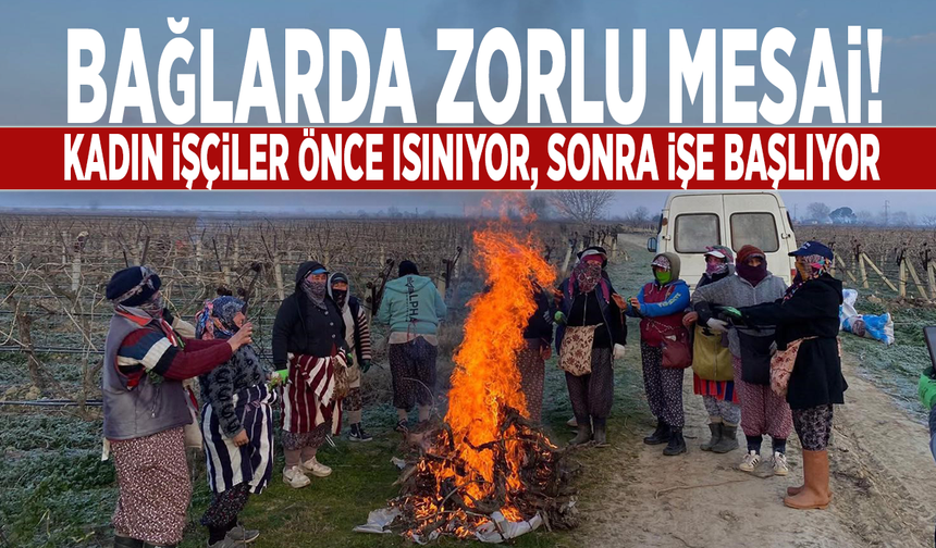Bağlarda zorlu mesai! Kadın işçiler önce ısınıyor, sonra işe başlıyor