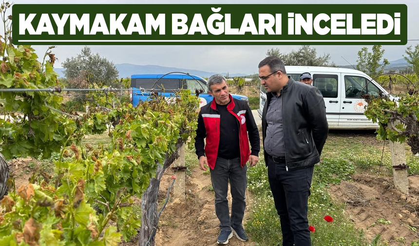 Kaymakam Dalak bağlarda incelemelerde bulundu