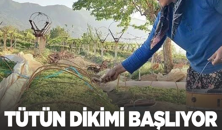 Sarıgöl tütün dikimine hazırlanıyor