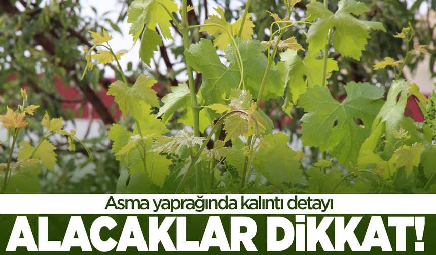 Asma yaprağı alacaklar dikkat!
