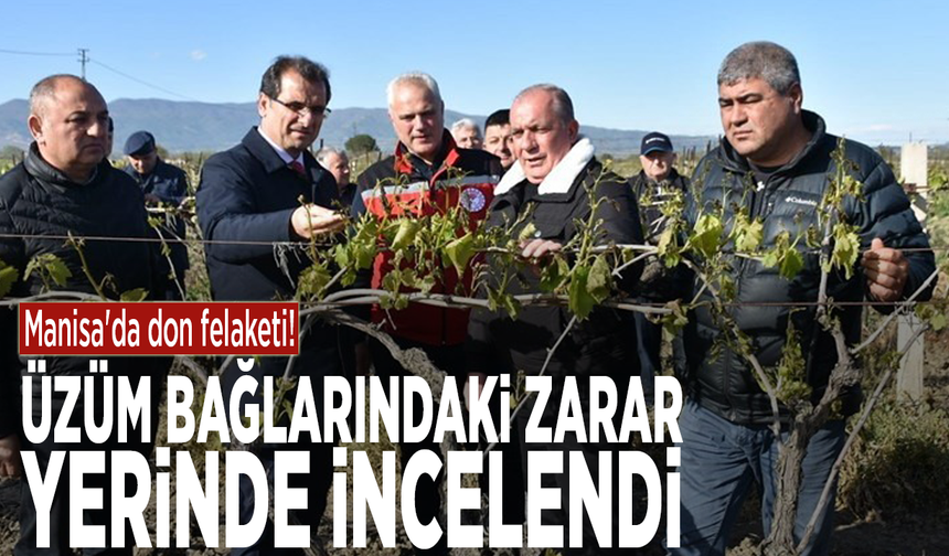 Manisa'da don felaketi! Üzüm bağlarındaki zarar yerinde incelendi