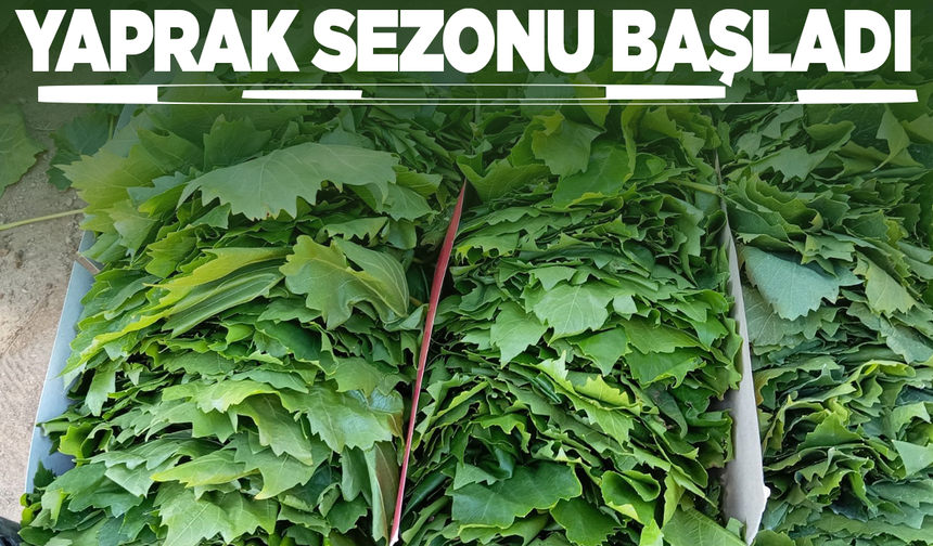 Sarıgöl’de bağ yaprağı sezonu açıldı