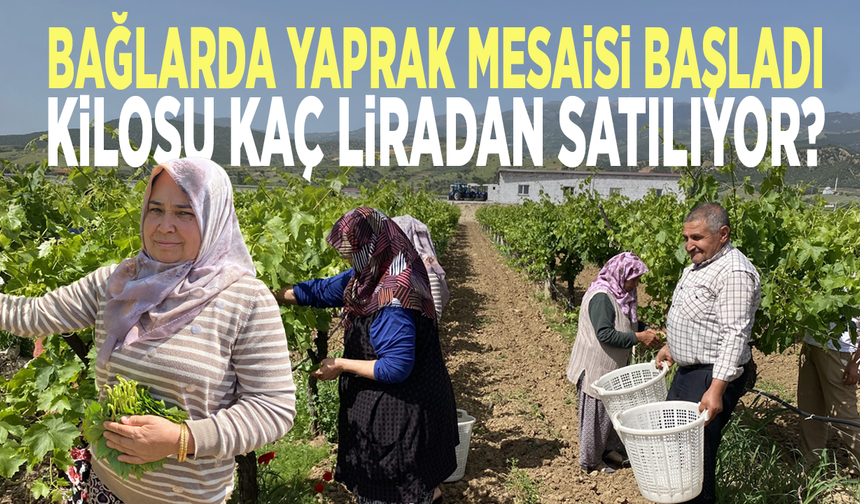 Bağlarda yaprak mesaisi başladı: Kilosu kaç liradan satılıyor?