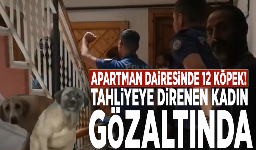 Apartman dairesinde 12 köpek! Tahliyeye direnen kadın gözaltında