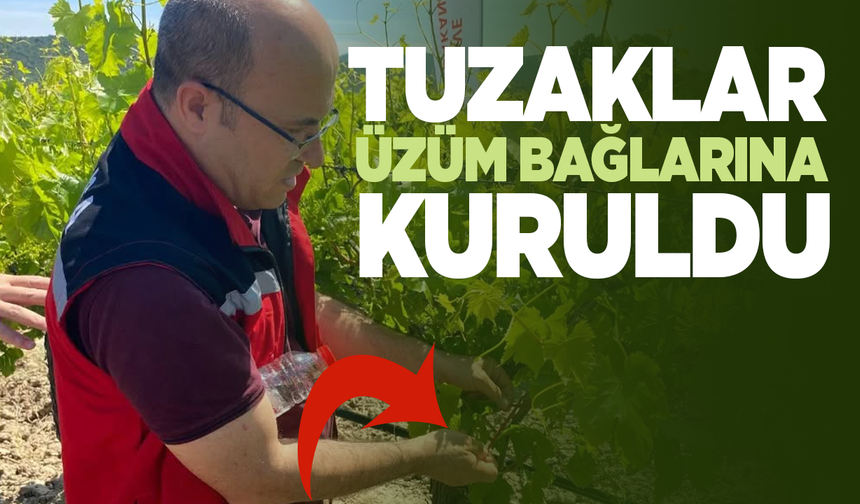Manisa'da bağlarda tuzaklar kuruldu