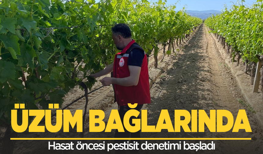 Üzüm bağlarında hasat öncesi pestisit denetimi başladı