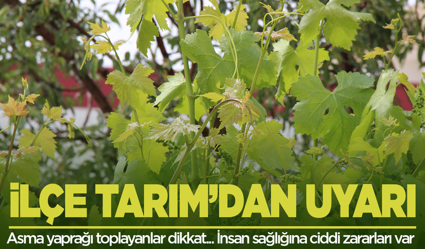 Manisa'da asma yaprağı toplayanlar aman dikkat!