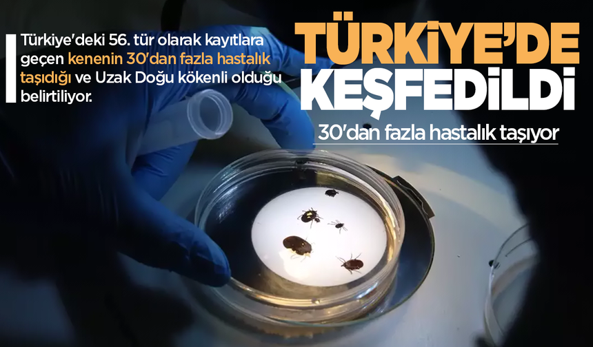 Türkiye'de 30'dan fazla hastalık taşıyan kene keşfedildi
